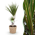 Dracaena Marginata met mand, plant in pot