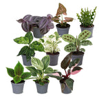 9x Baby Plants Surprise Box - Verrassingsbox kleine planten - Diversen - Tropisch - Ø6cm - ↕5-15cm, detail van het blad