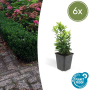 Euonymus jap. Green Spire