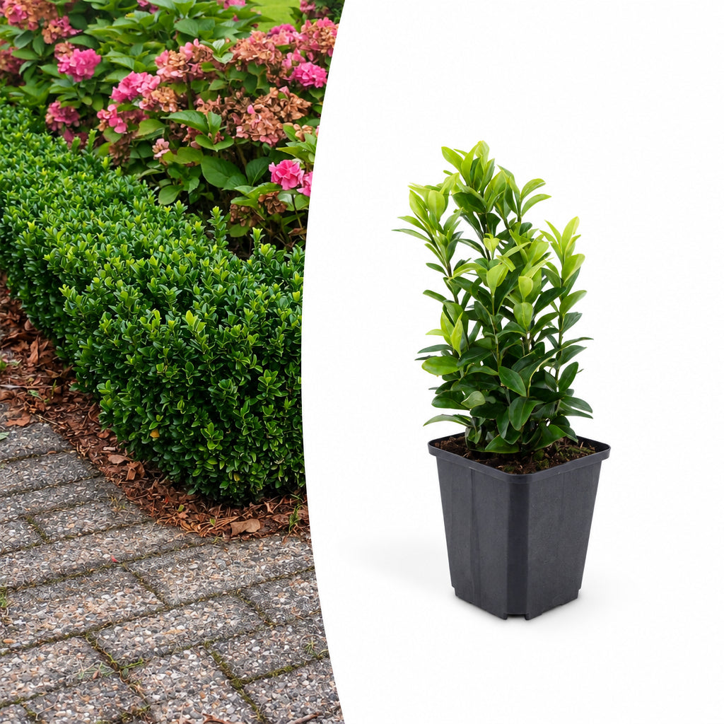 Productafbeelding van Pureplant