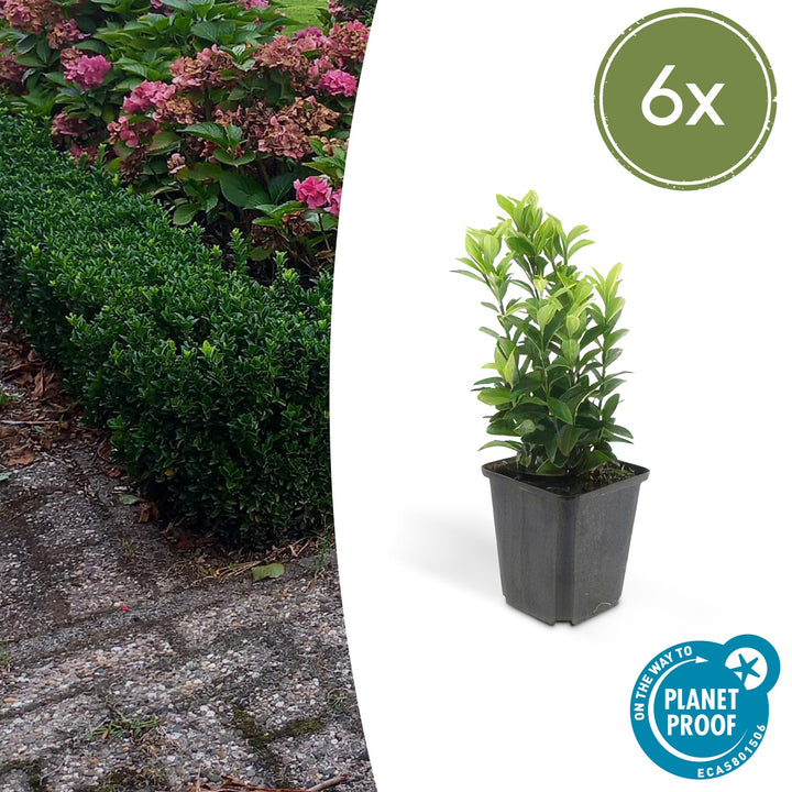 Euonymus jap. Green Spire