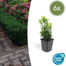 Euonymus jap. Green Spire