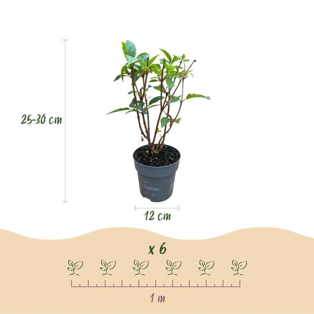 Pluimhortensia Living Pink & Rose, geschikte tuinplant