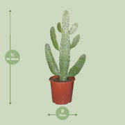Opuntia Consolea
