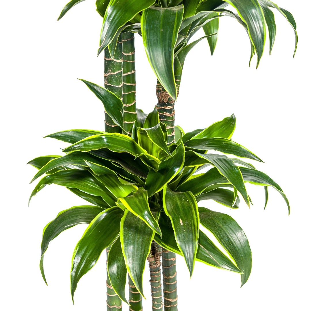 Dracaena Deremensis Dorado, detail van het blad