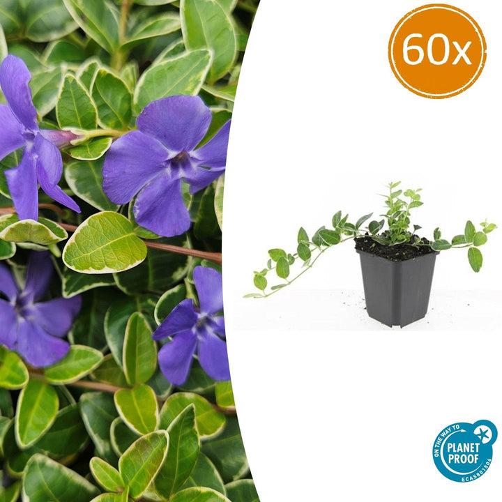 60x Vinca minor &
