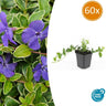 60x Vinca minor 'Ralph Shugert'