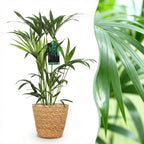 Howea Forsteriana, groene bladeren
