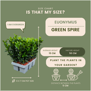 Kardinaalsmuts Euonymus &