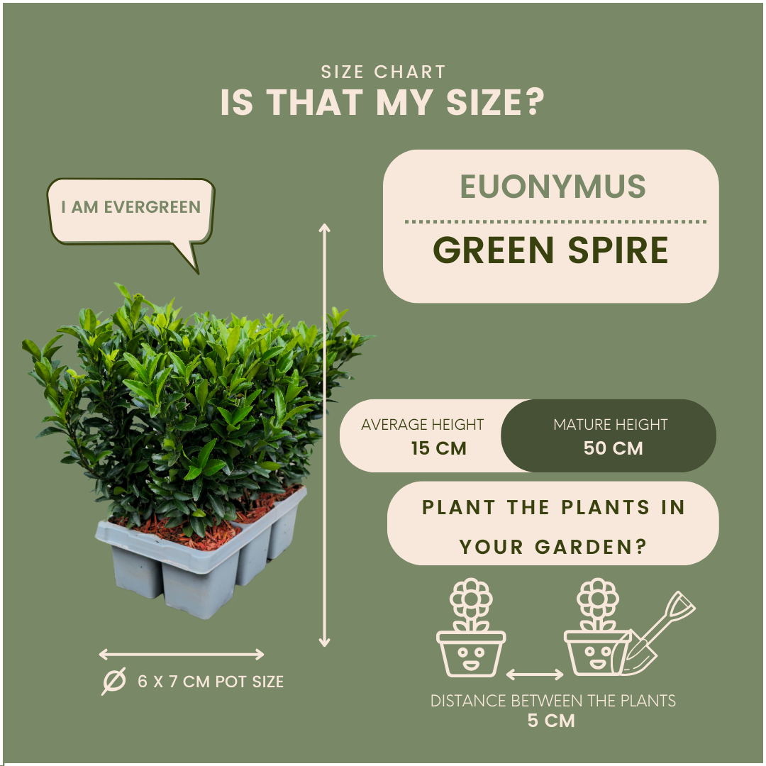 Kardinaalsmuts Euonymus 'Green Spire', 15 cm hoog, groene bladeren