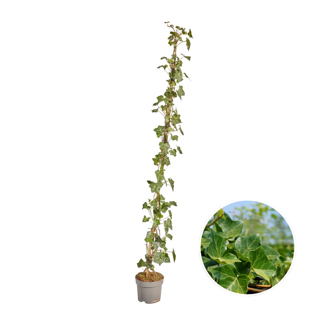 Hedera hibernica, gestokte klimop, 125-150 cm, detail van het blad