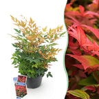 Nandina Gulfstream, detail van het blad