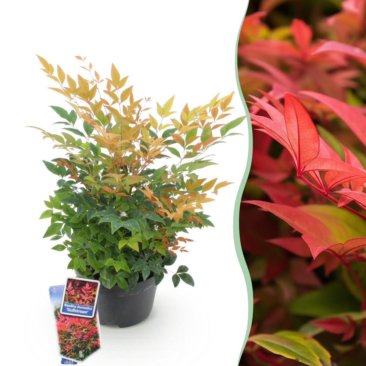 Nandina Gulfstream, detail van het blad