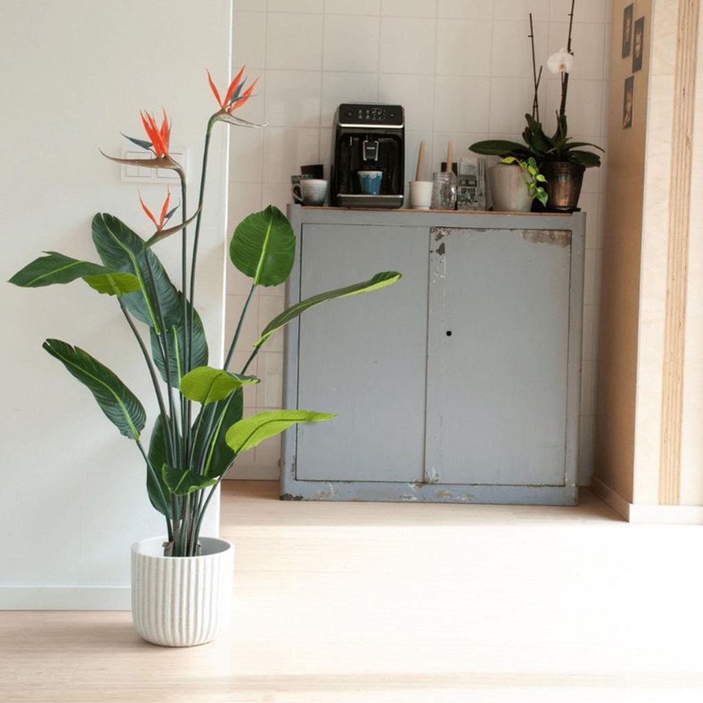 Strelitzia met bloemen, plant in pot