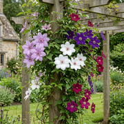 Clematis rainbow mix - bosrank in vier kleuren - set van 8 - Ø9 cm