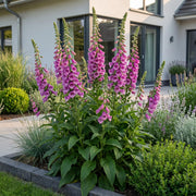 Digitalis purp. Dalmatian Purple - Vingerhoedskruid - Schaduw - Paars - 6 Planten