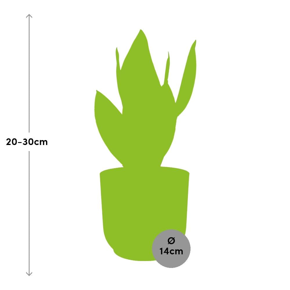 Detailfoto van Sansevieria Futura Superba in ELHO Vibes Fold 14cm roze