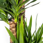 Yucca Elephantipes, kenmerkend blad