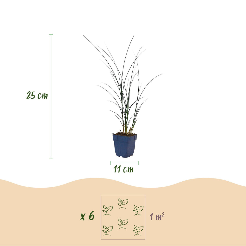 Prachtriet Miscanthus Gracillimus met pluim