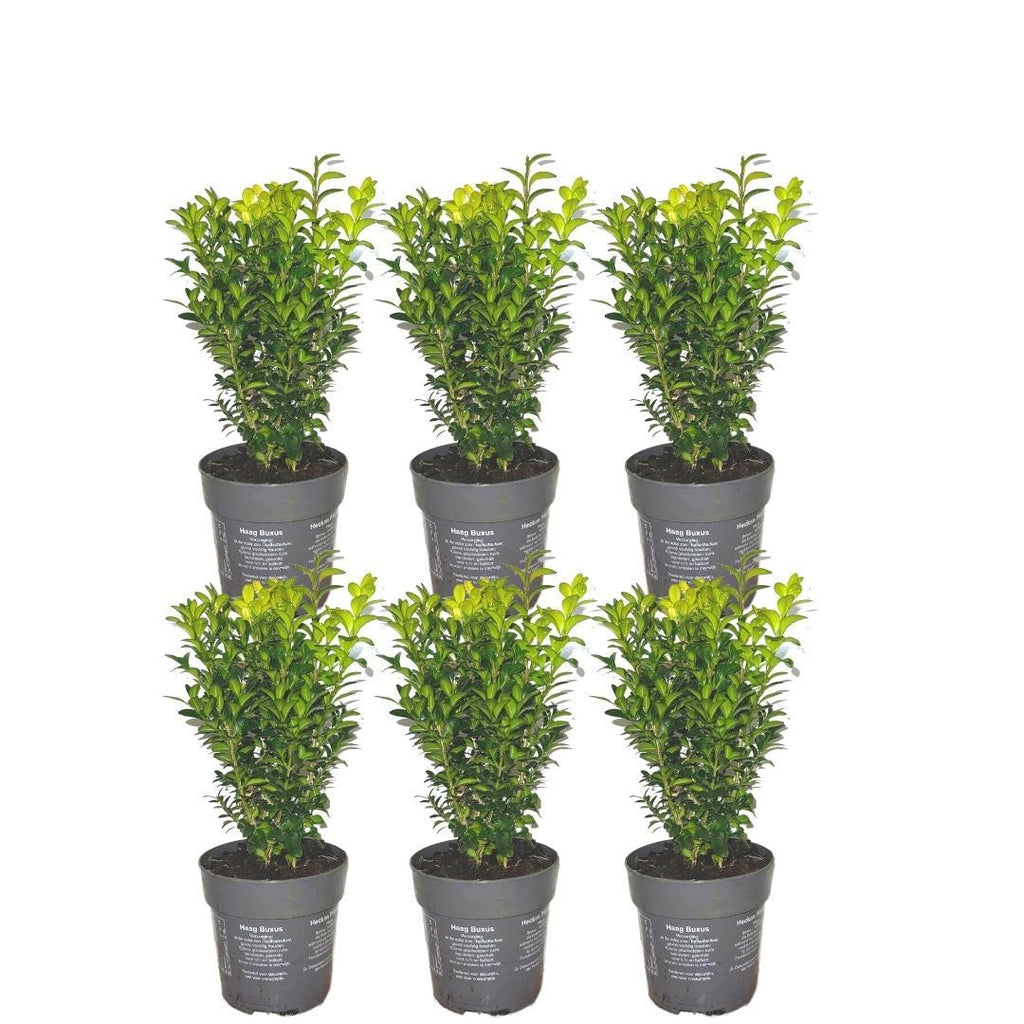 Productafbeelding van Pureplant
