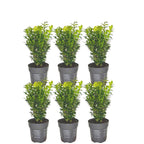 Productafbeelding van Pureplant