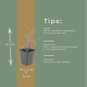 Hemerocallis &