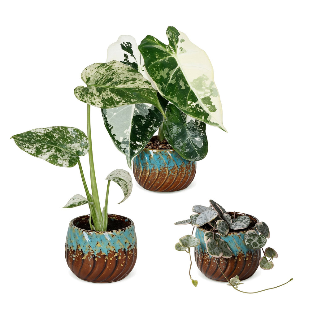 3x Baby Variegata Mix - Diversen - Tropisch - incl. Copper Reef - Ø6cm - ↕10-15cm, detail van het blad