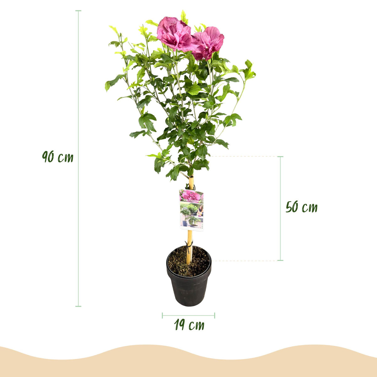 Hibiscus syriacus Magenta Chiffon®, groene bladeren