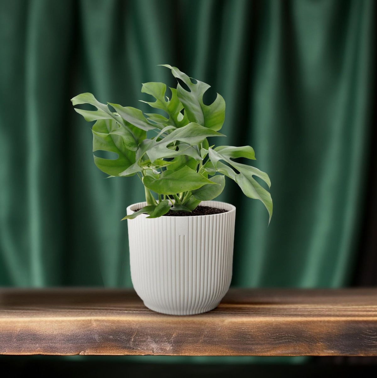 Productfoto van Monstera Minima
