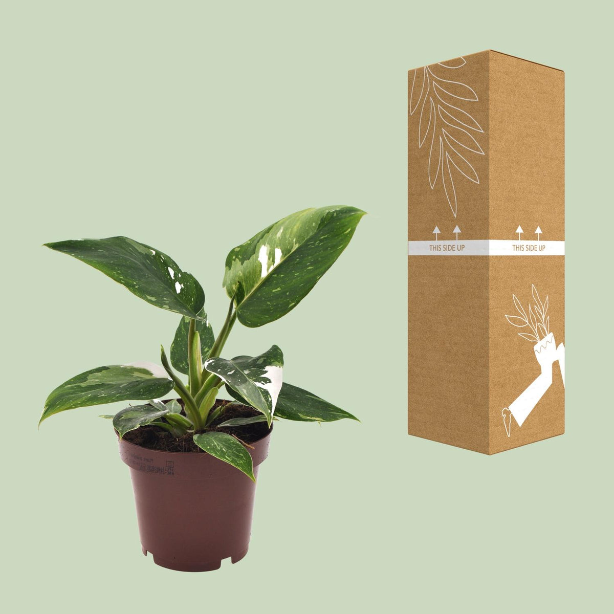Detailfoto van Philodendron White Princess