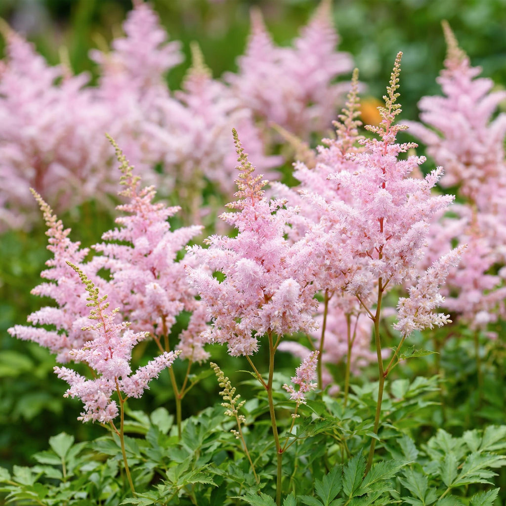 Pluimspirea (J) Europa, groeiwijze van de plant