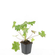 Geranium macr. &