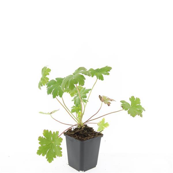 Geranium macr. 'Ingwersen's Var.', detail van het blad