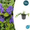 12x Vinca minor 'Ralph Shugert'