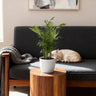 Chamaedorea elegans met witte pot