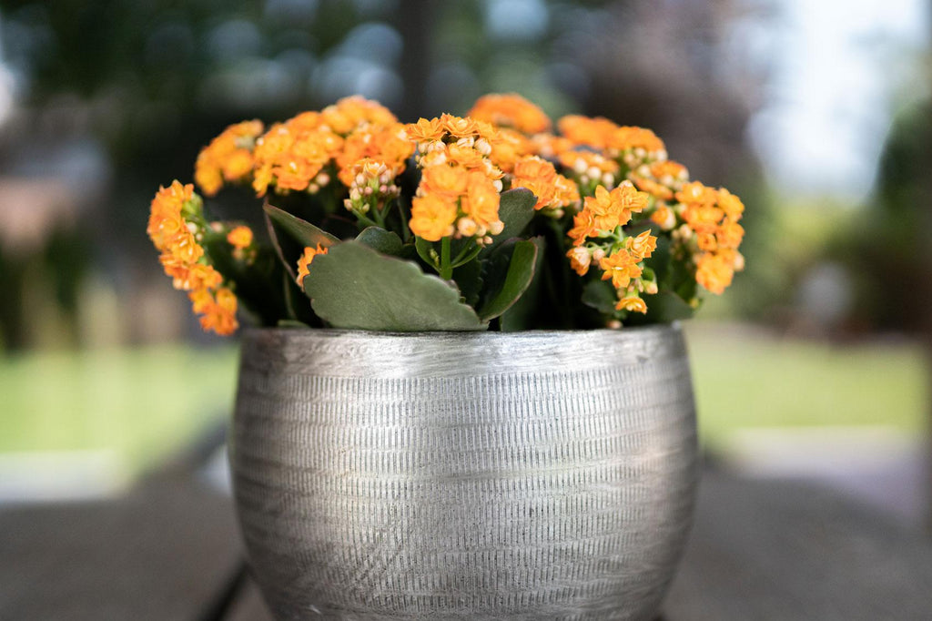 Bloempotten Rowen, set van 5 van aluminium in zilverkleur, kenmerkend blad