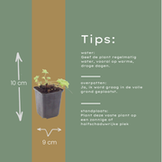 Geranium macr. &