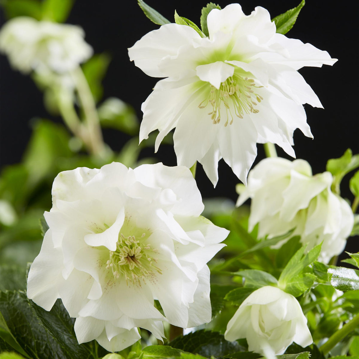 Lenten rose Helleborus orientalis Double Ellen White, groene bladeren