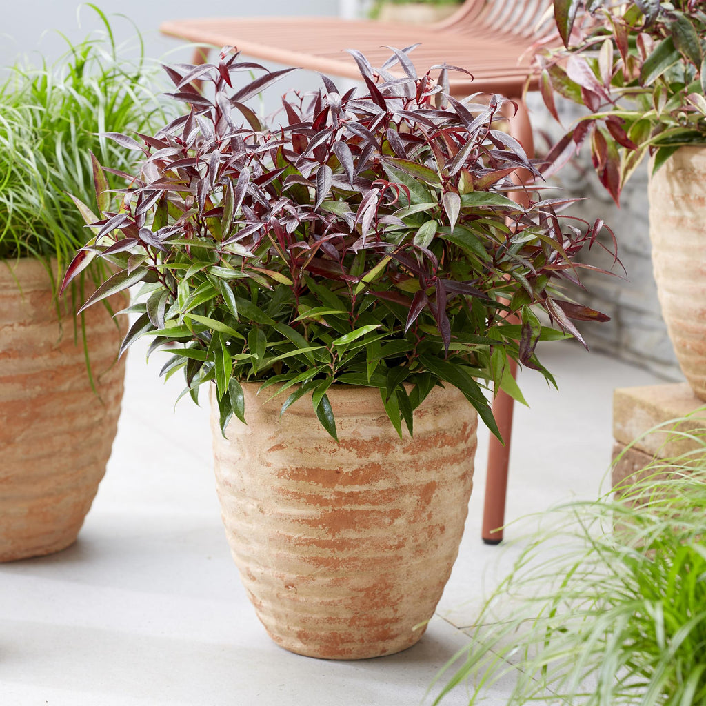 Leucothoe Burning Love, plant in pot