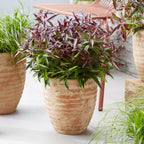 Leucothoe Burning Love, plant in pot
