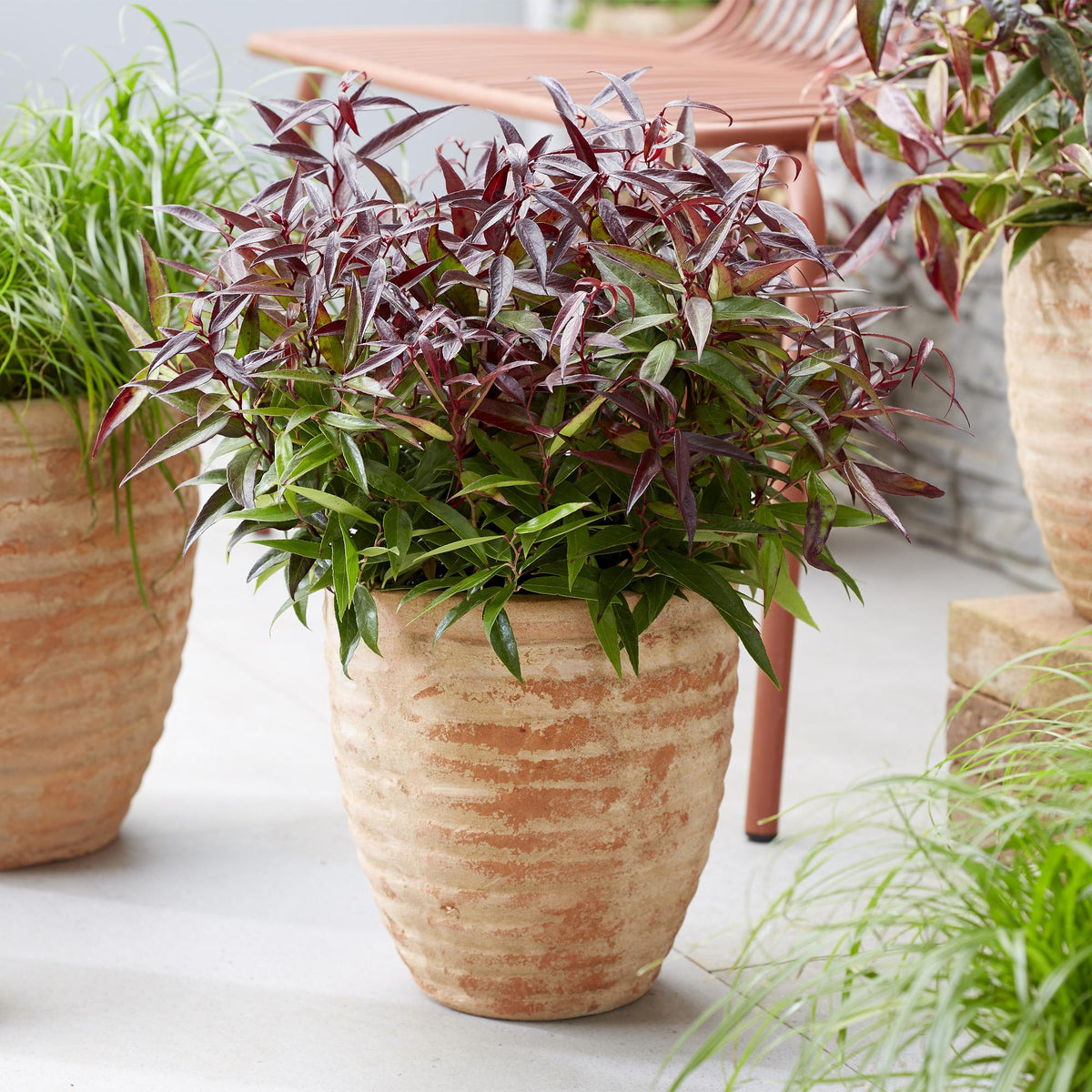 Leucothoe Burning Love, plant in pot