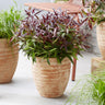 Leucothoe Burning Love