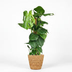 Monstera Deliciosa mosstok met Mand, plant in pot
