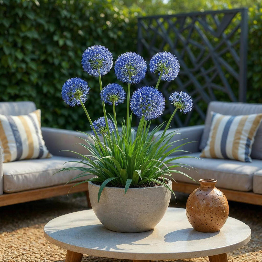 Allium Caeruleum, plant in pot