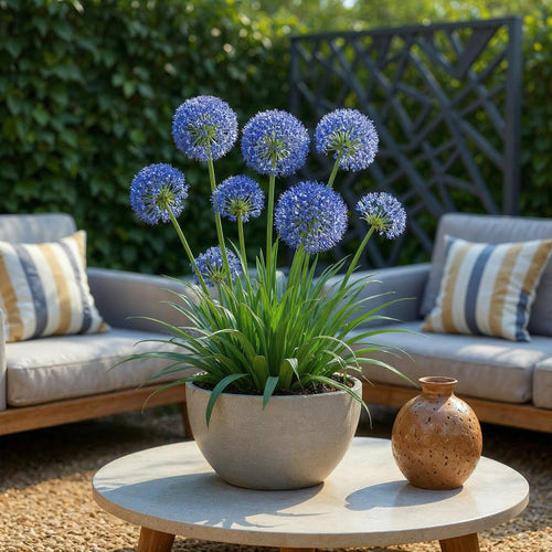 Allium Caeruleum, plant in pot