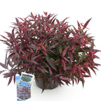 Leucothoe Burning Love, kenmerkend blad