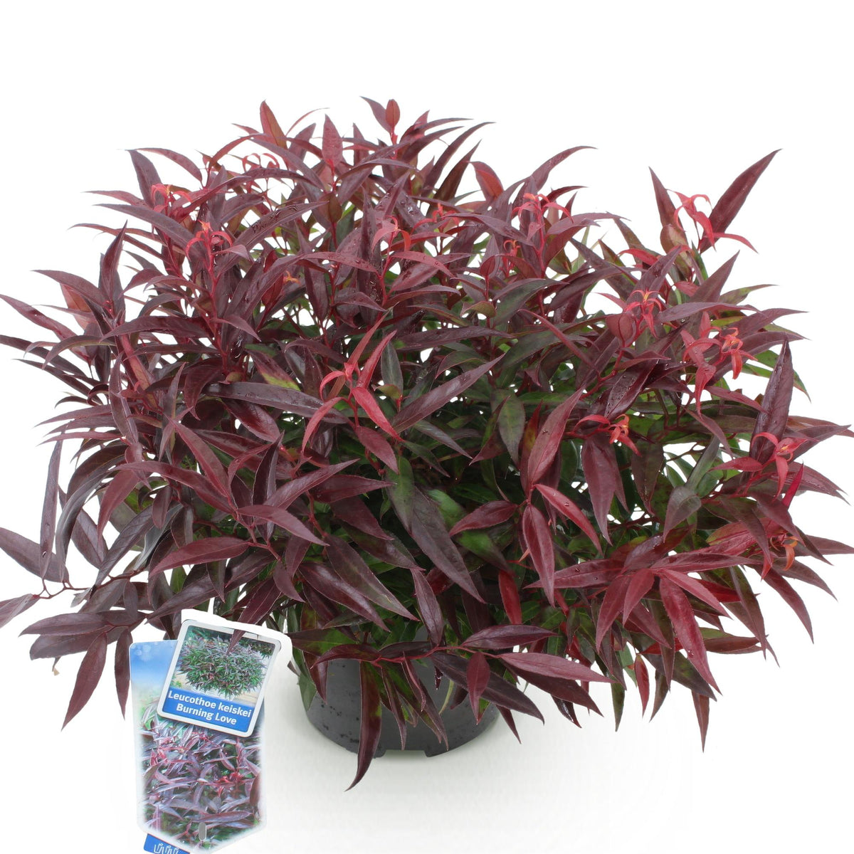 Leucothoe Burning Love, kenmerkend blad