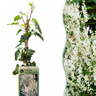 Fallopia aubertii - bruidssluier - Ø9 cm