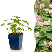 Geranium macr. Ingwersen&