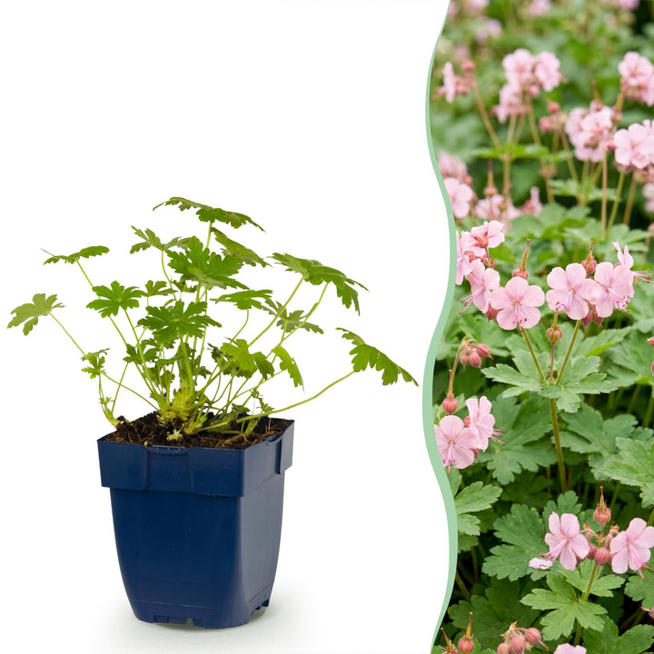 Geranium macr. Ingwersen&